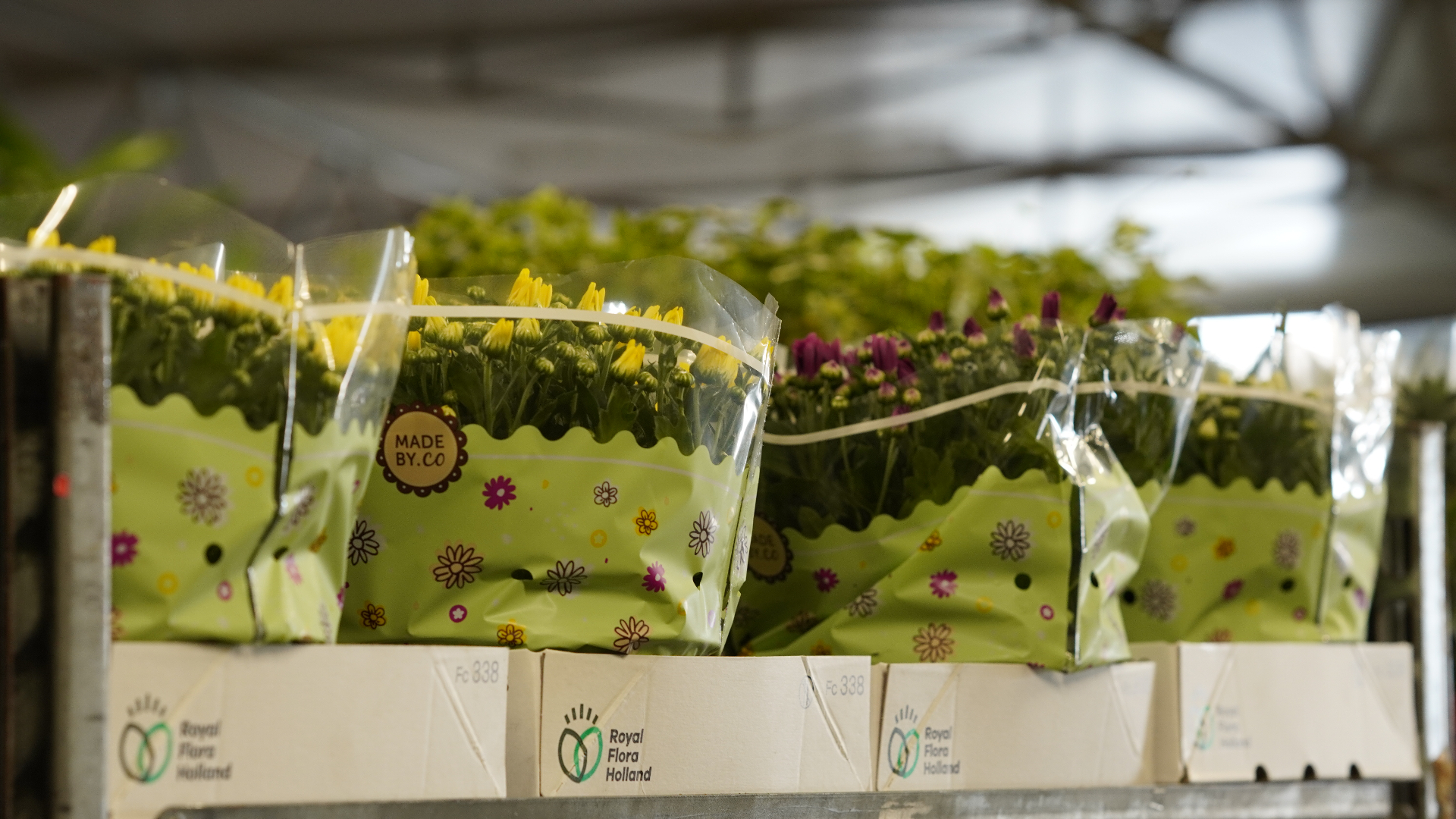 Bukiety kolorowych kwiatów – kompozycje florystyczne