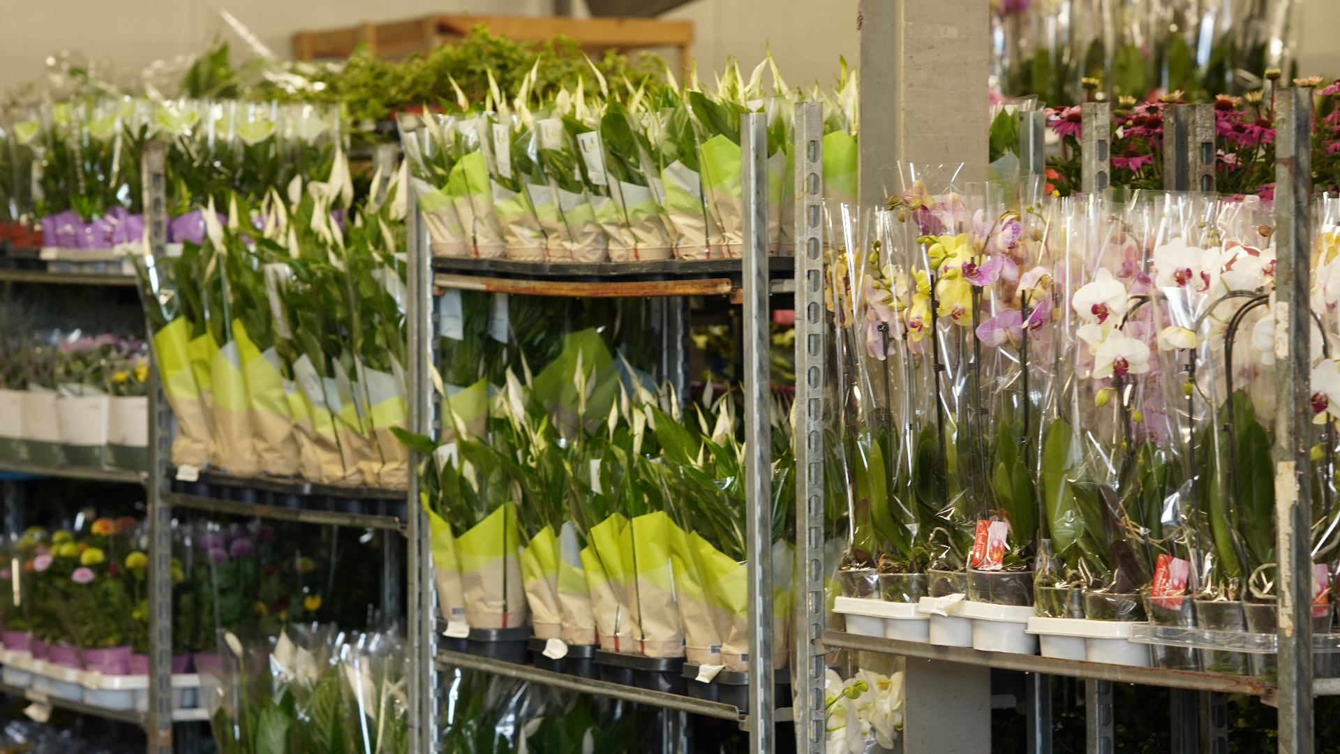 Tulipany i orchidee – rośliny doniczkowe