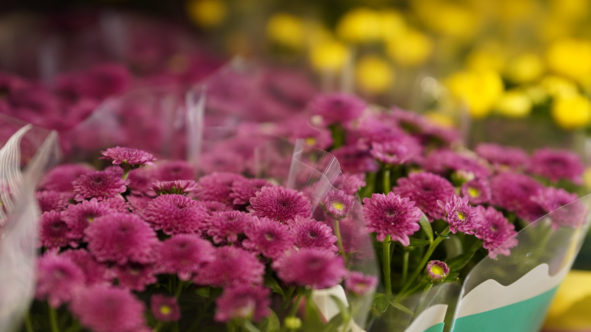 Różowe chryzantemy – kwiaty sezonowe