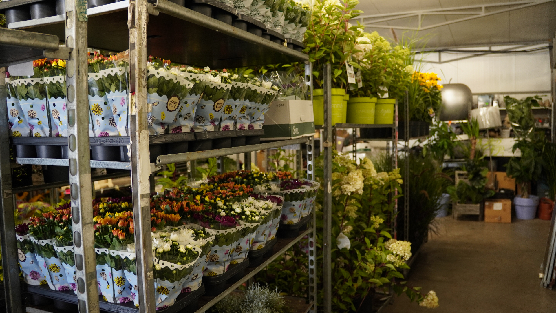 Hurtownia kwiatów Iluzja – asortyment roślin